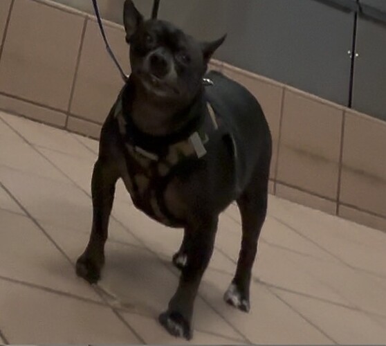 dog