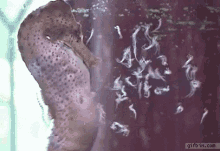 sea-horse-babies