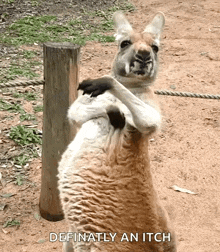 kangaroo-scratch-itch